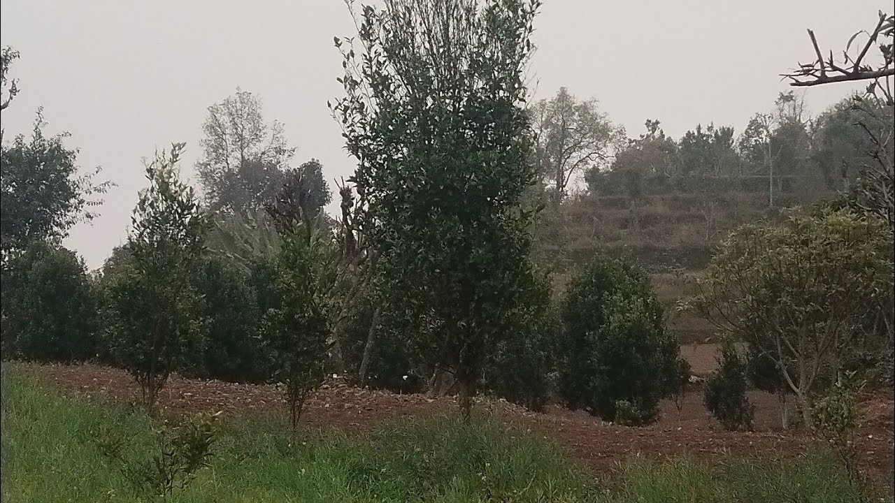 शुभ~बिहानी सबै आत्मिय मित्रहरुमा नमस्कार समेत