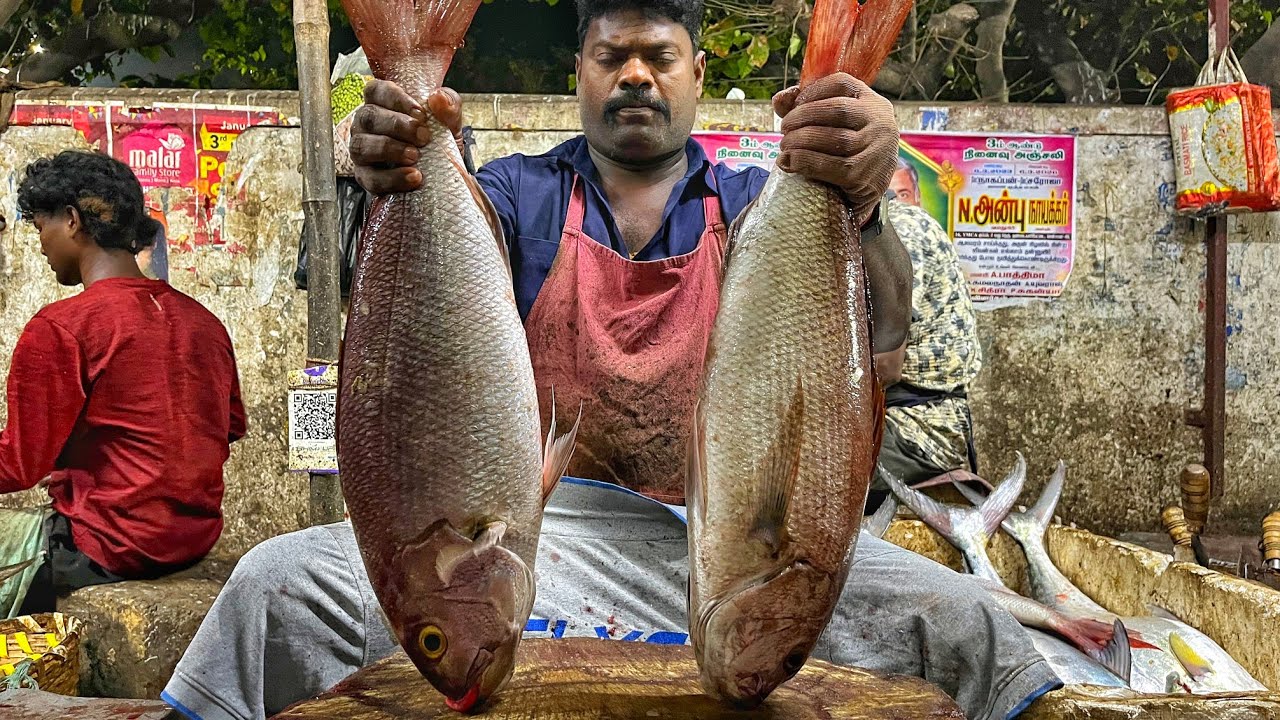 KASIMEDU 🔥 SPEED SELVAM | HUGE KANDAL FISH CUTTING VIDEO | 4K VIDEO | KM FISH CUTTING