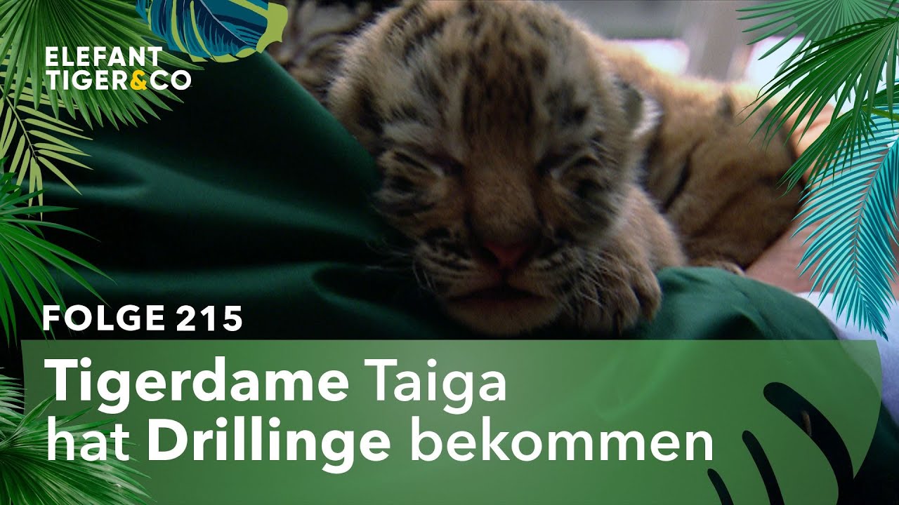 Kleine Tiger, großes Tamtam (Folge 215) | Elefant, Tiger & Co. | MDR