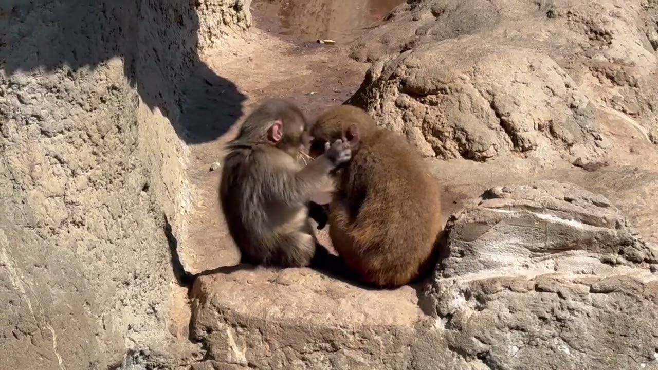 Punch Cuddles Fellow Monkey as Fans Go Crazy Over 'Girlfriend' Theory