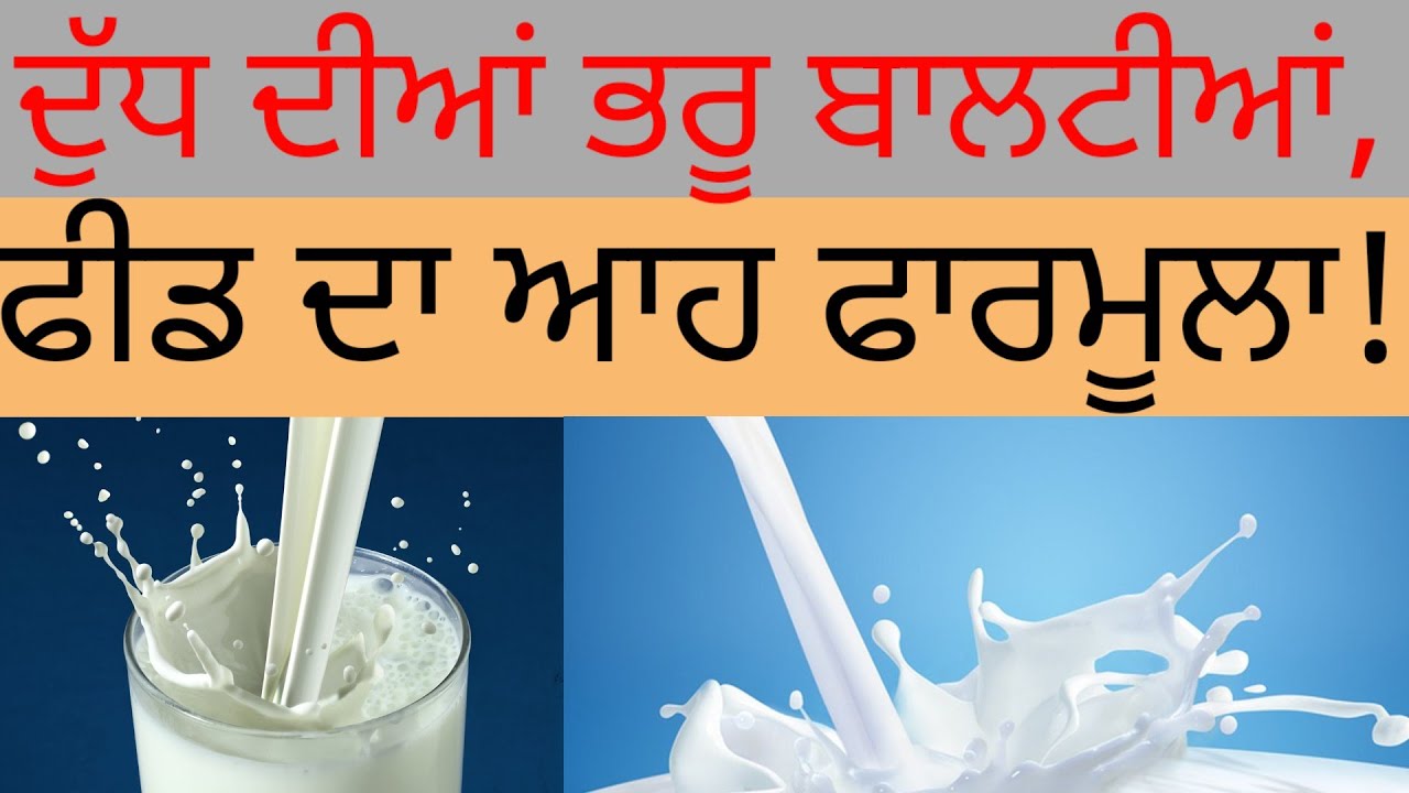 ਦੁੱਧ ਦੀਆਂ ਬਾਲਟੀਆਂ ਭਰਨ ਵਾਲੀ ਫੀਡ ਦਾ ਫਾਰਮੂਲਾ! Kudrat dairy farm Dr Sukhchain singh #dairyfarm #milk#