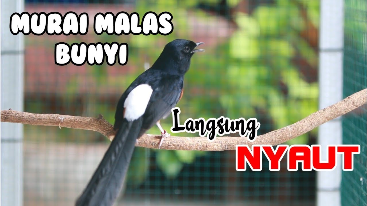 MASTERAN MURAI BATU GACOR BONGKAR ISIAN , 100% EFEKTIP BUAT MURAI BATU MALAS JADI GACOR