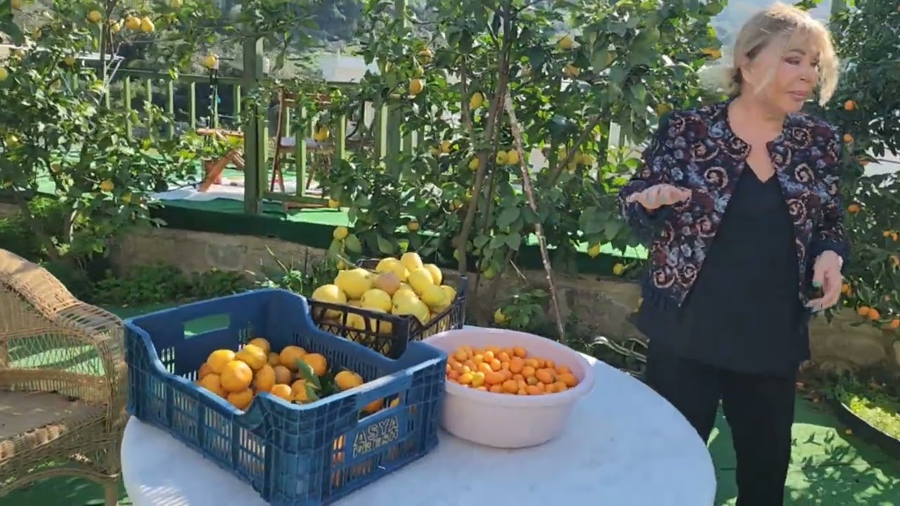 Safiye Soyman Bodrum daki Evinin bahçesinde NARANCİ 'ye  toplarken
