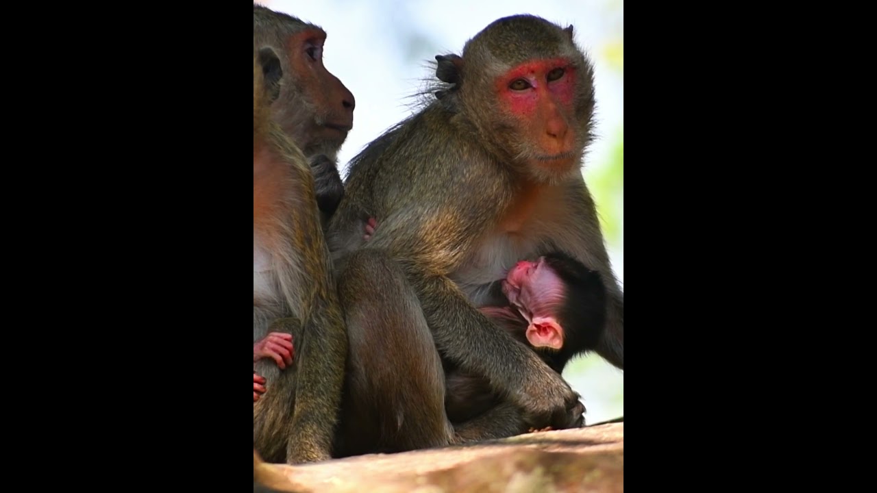 Cute Just Newborn Baby Monkey Drink Milk #monkey