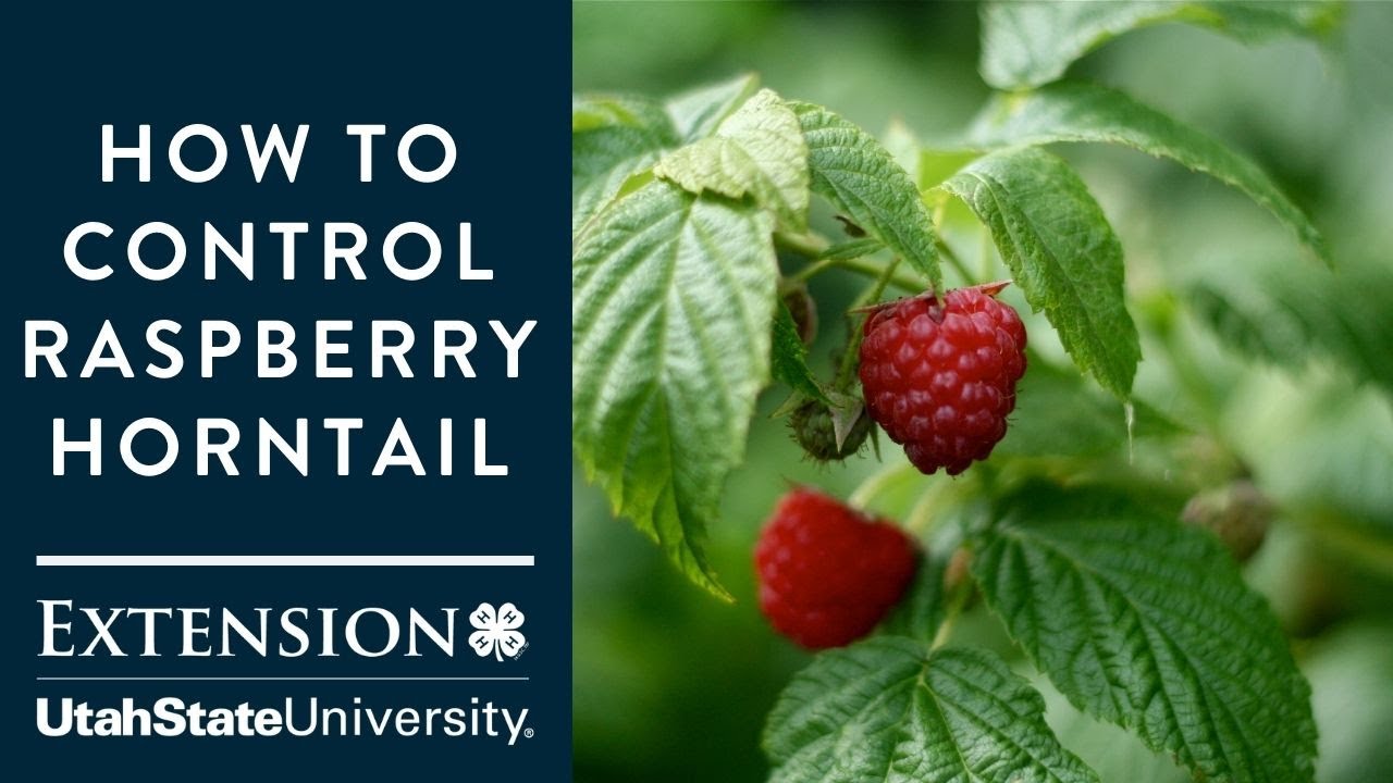How to Control Raspberry Horntail