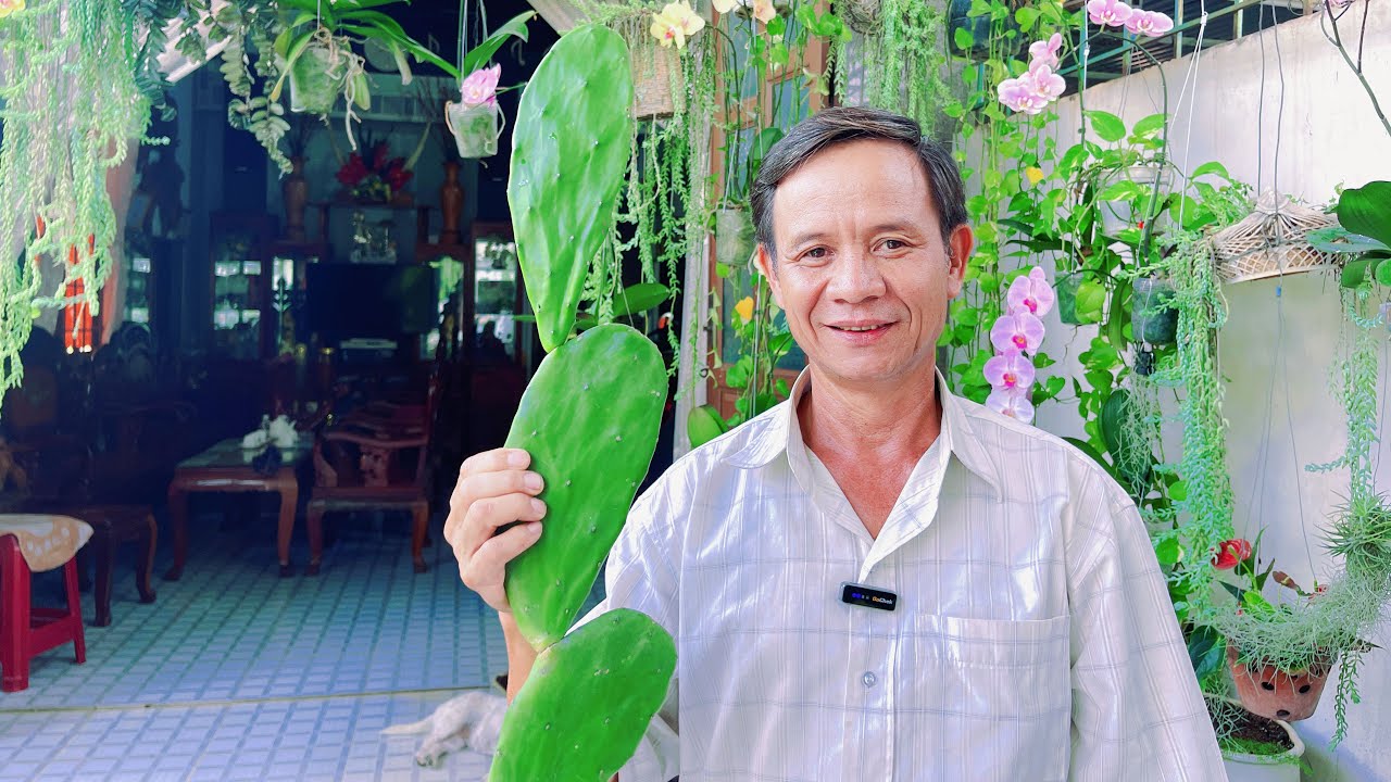 Cây Xương Rồng Tai Thỏ Phong Thuỷ Và Chữa Bệnh Rất Tốt