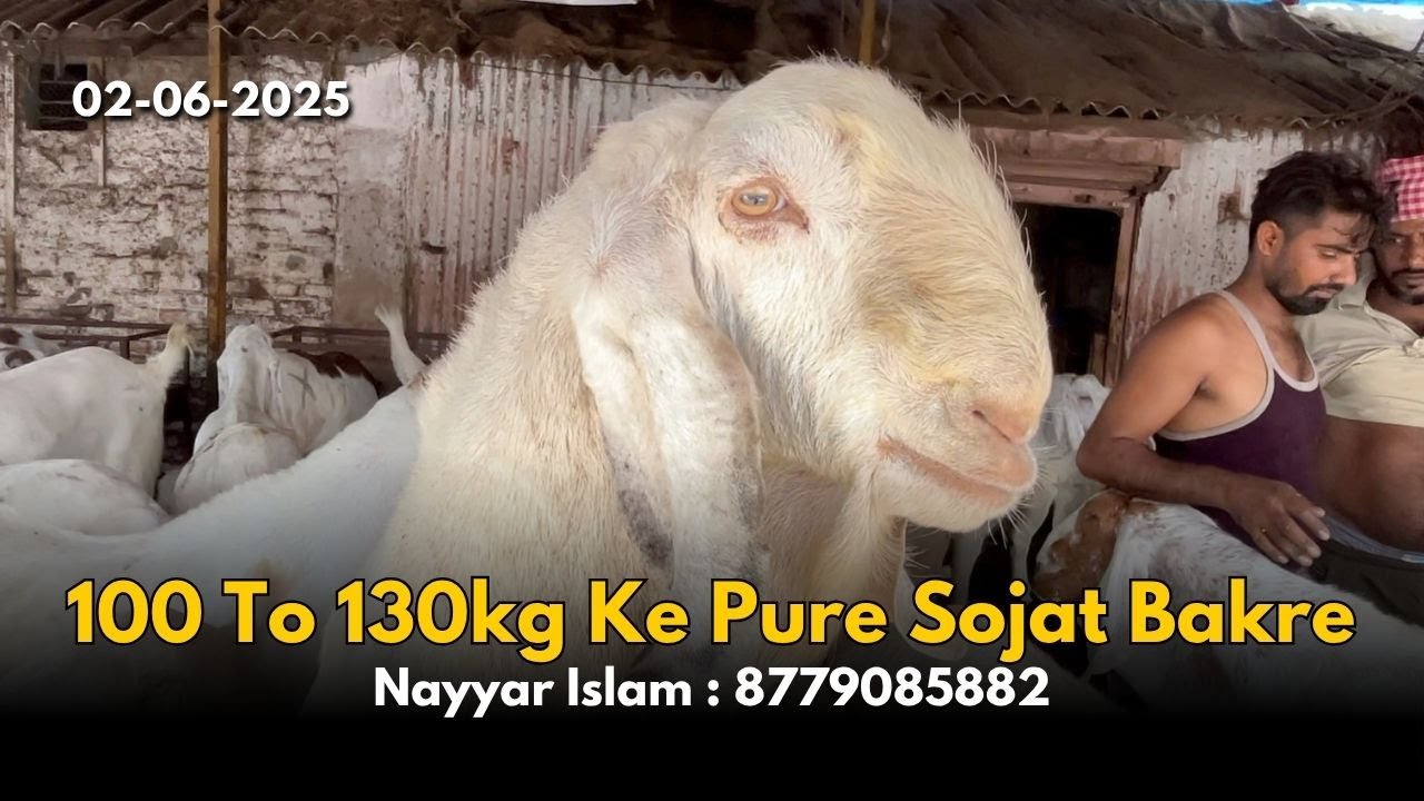 100 To 130kg Ke Pure Sojat Bakre | Bakra Eid 2025 | Best Goat farm | Nayyar Fram