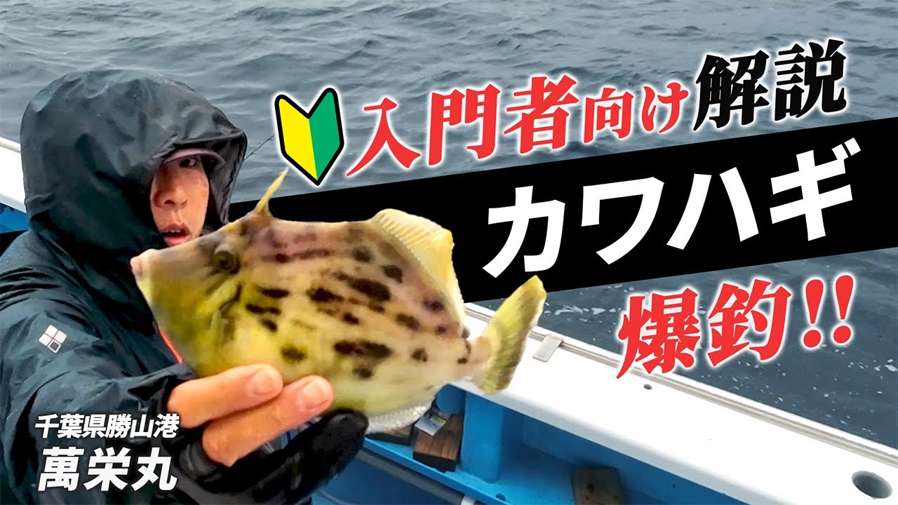 【カワハギ釣り】初心者でも釣れる！？エサと釣り方&捌き方解説してみました。千葉県勝山漁港の萬栄丸さん。