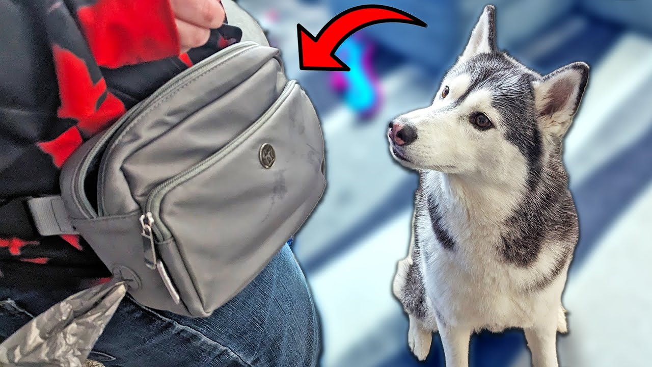 This Dog Treat Pouch Holds SO Much Stuff!