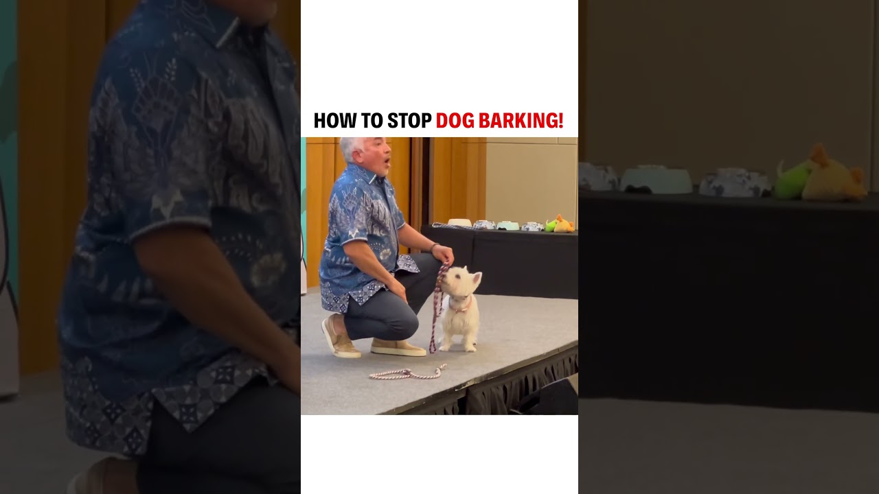 Inject calm energy and your dog will give it back to you. #puppy #dogtraining