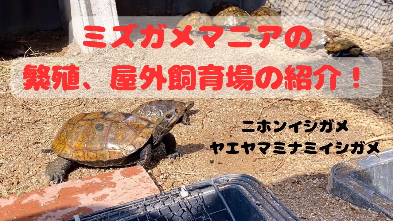 ニホンイシガメ、ヤエヤマミナミイシガメの屋外飼育環境を初公開！