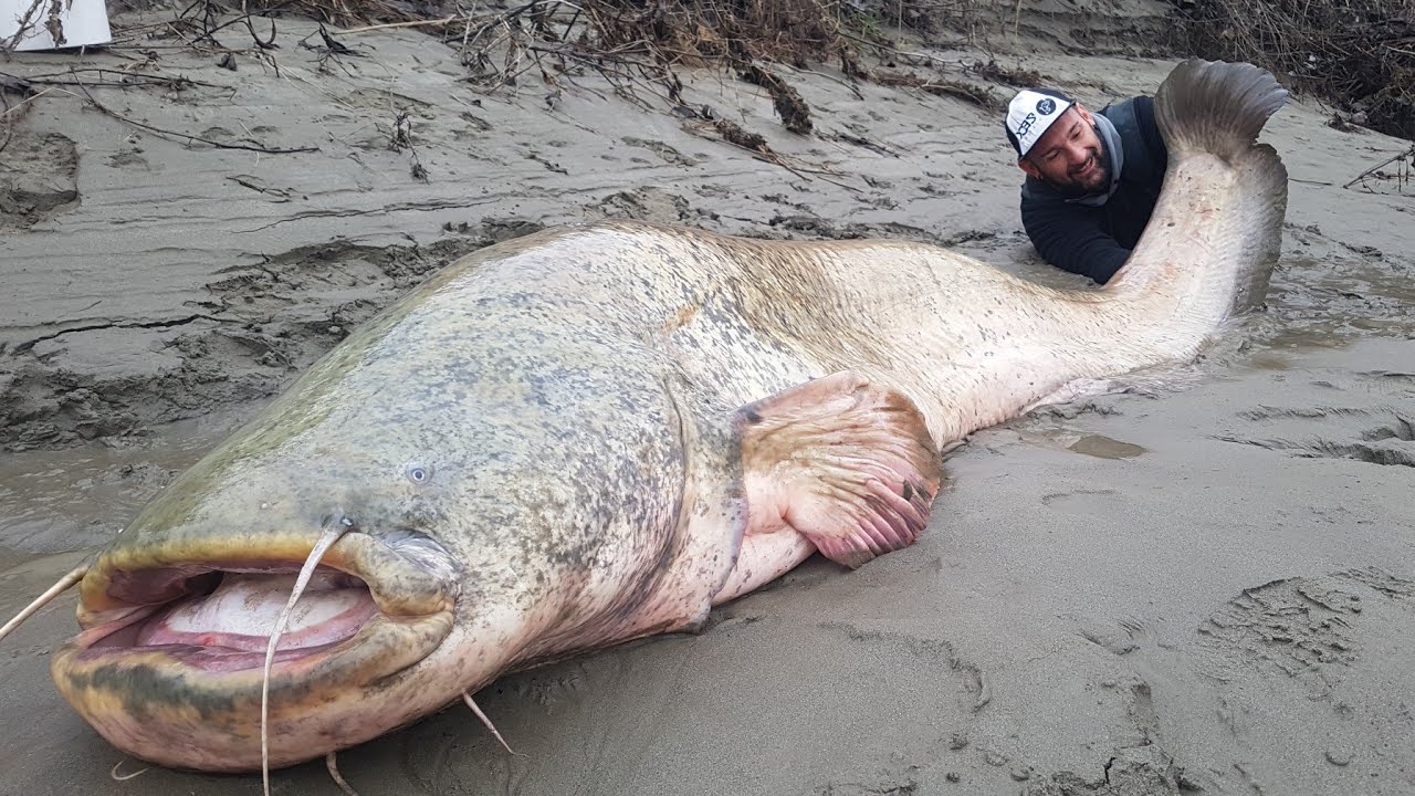 RECORD SILURO A SPINNING da 125 kg X 2,65 mt per YURI GRISENDI - HD by CATFISH WORLD