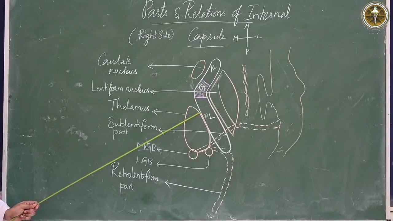 Internal Capsule