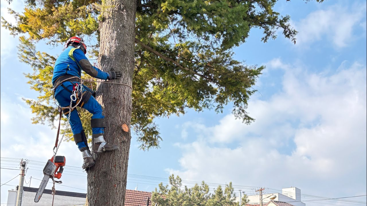 Rizikové kácení mohutných jedlí                           🌲Služby Macreal 🌲