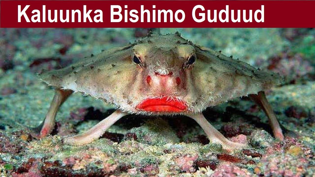 Xayawaanada ugu yaabka badan oo ugu cajiibsan