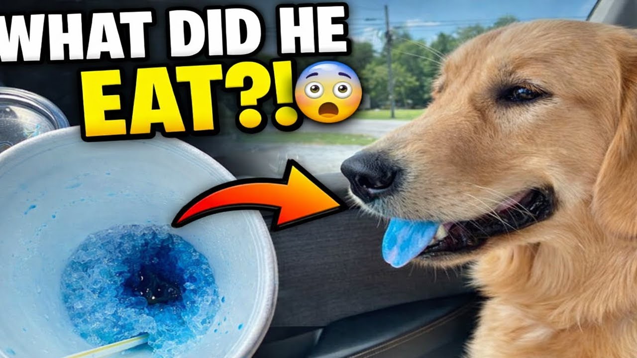 Pets Caught Red-Handed Stealing Food 🤣 | Hilarious Fails You Must See!
