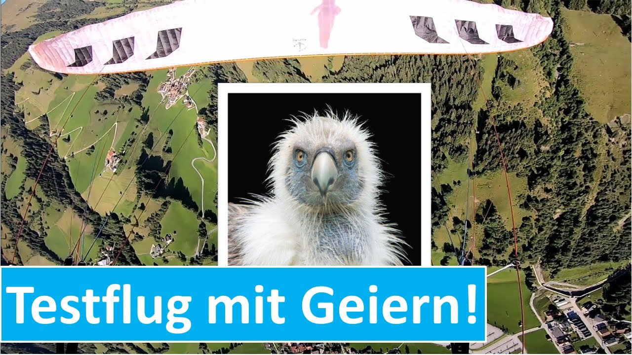 Testflug mit Geiern 🦅 | Phi Allegro X-Alps | Paragliding Gasteinertal