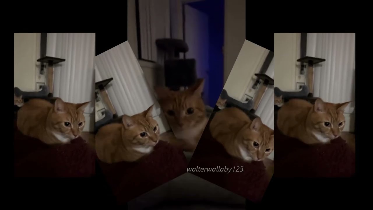 Cat absolutely vibing