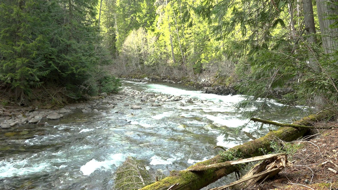 Cheakamus Bend - Window to the Wilderness | 4K HQ raw nature footage 30 min