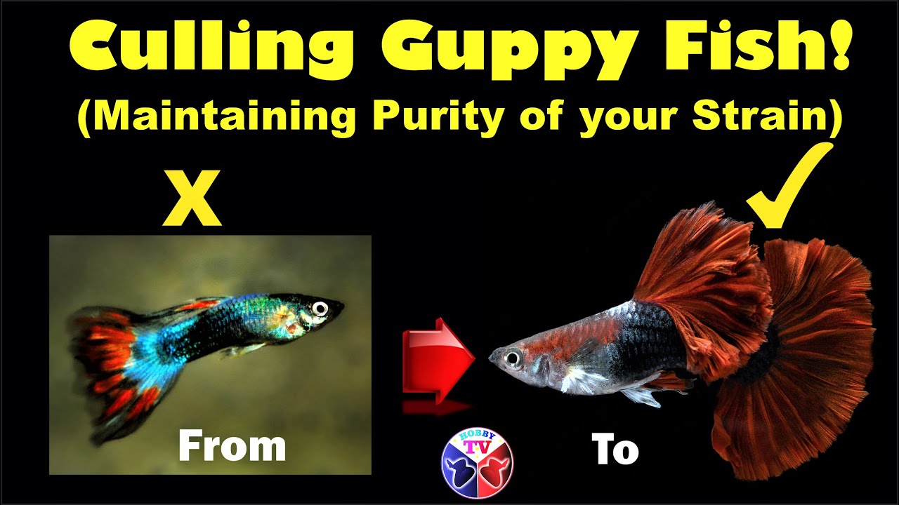 Guppy Fish Culling to Maintain Pure Strain