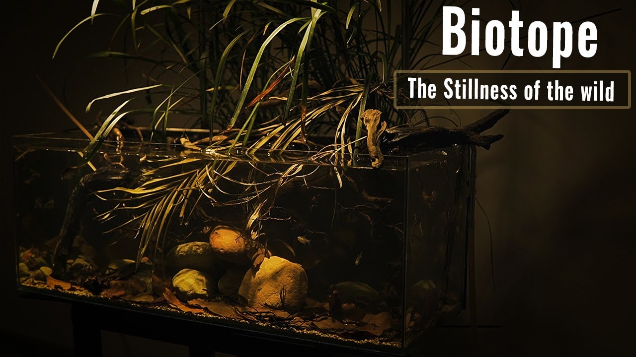Biotope aquarium tank setup tutorial simple for beginners | Shinark Aquascaper #2