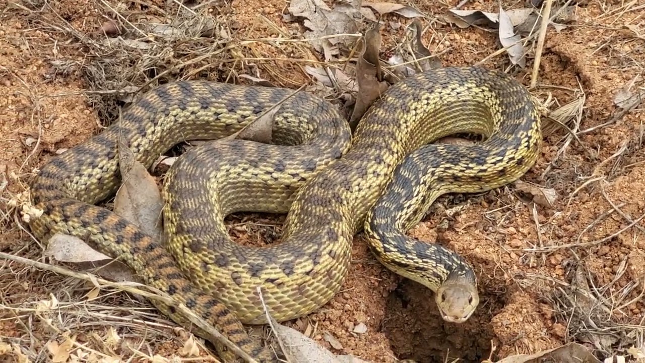 gopher snake hissing