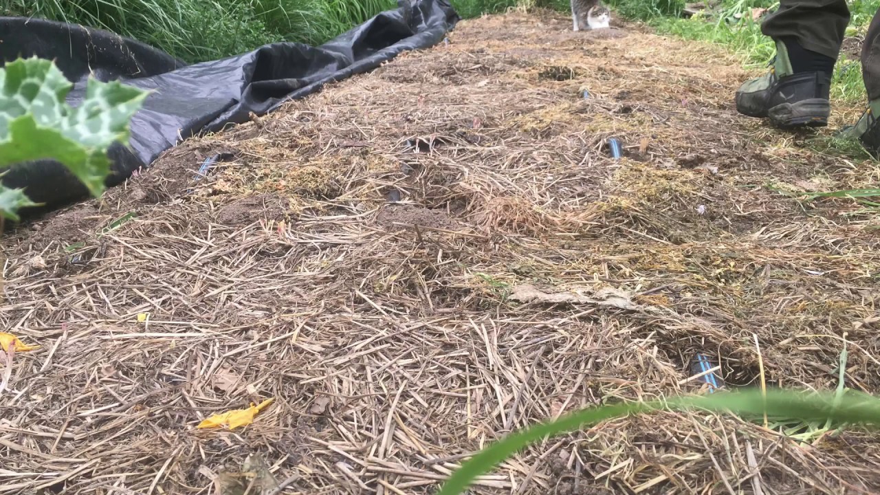 Rotaciones, asociaciones y estrategias x fertilizar con abonos verdes
