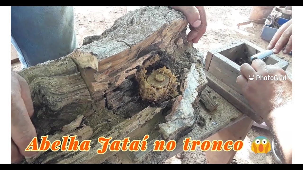Jataí no tronco - transferência para caixa modelo INPA - vida no campo | Família Criativa