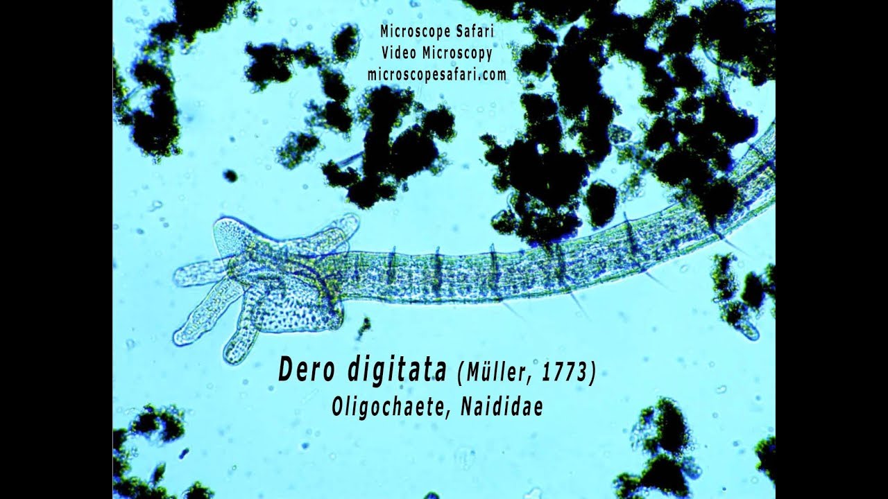Dero digitata