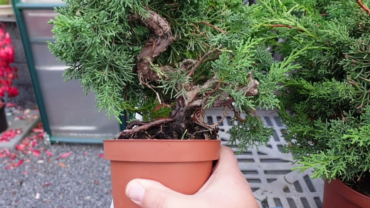 Wacholder Pre-Bonsai aussuchen und schneiden
