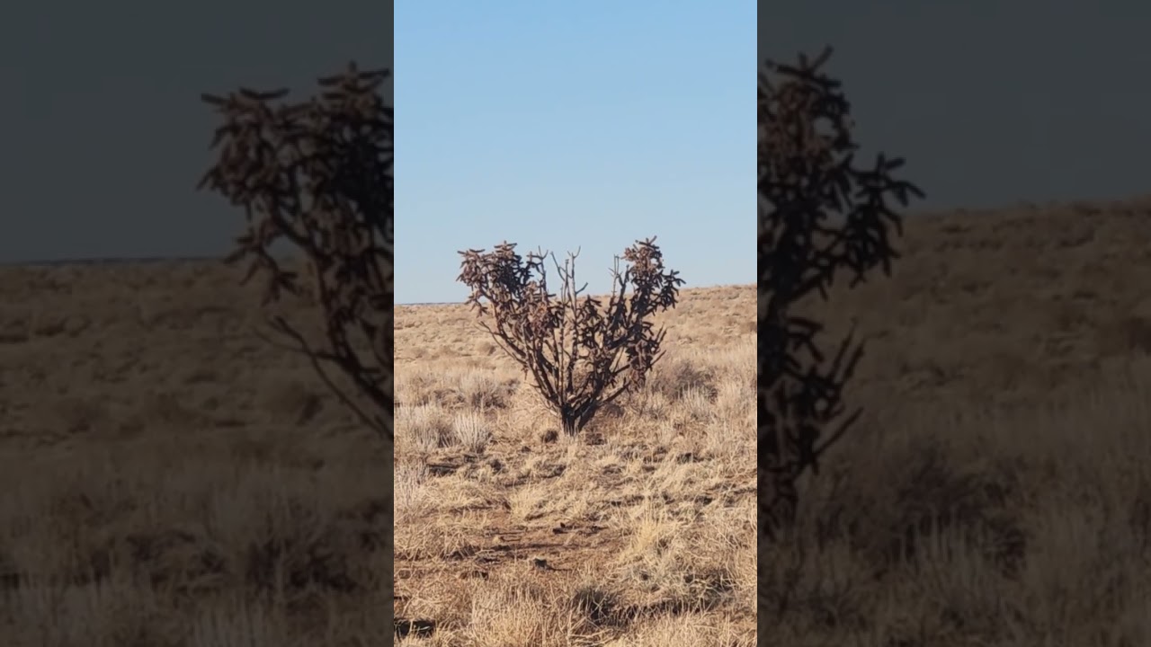 Wild Cactus Tree ouch if gets in skin