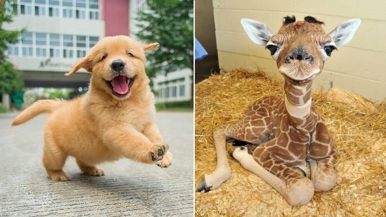 Funniest Animals 2024 😂 Best Funny Cats and Dogs 😻🐶 Part 1 | Cute Baby Dogs