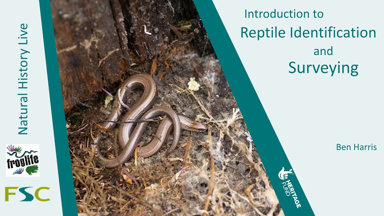 Introduction to Reptile Identification and Surveying
