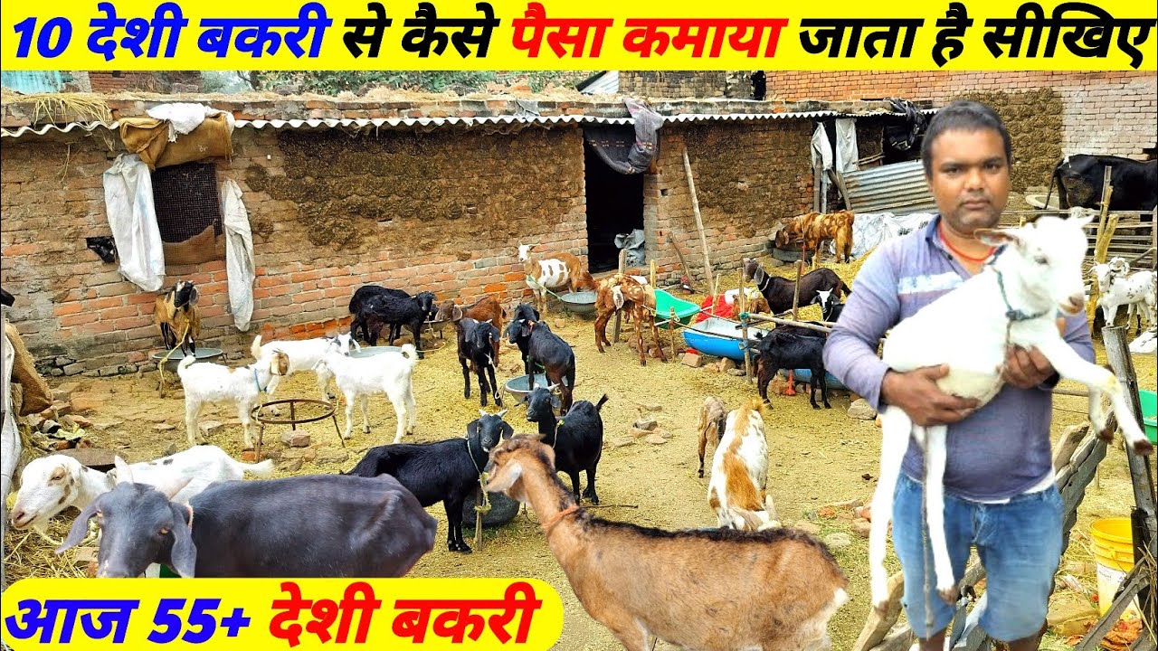 गांव में Black bengal goat farming की शुरुआत || Goat farming in bihar