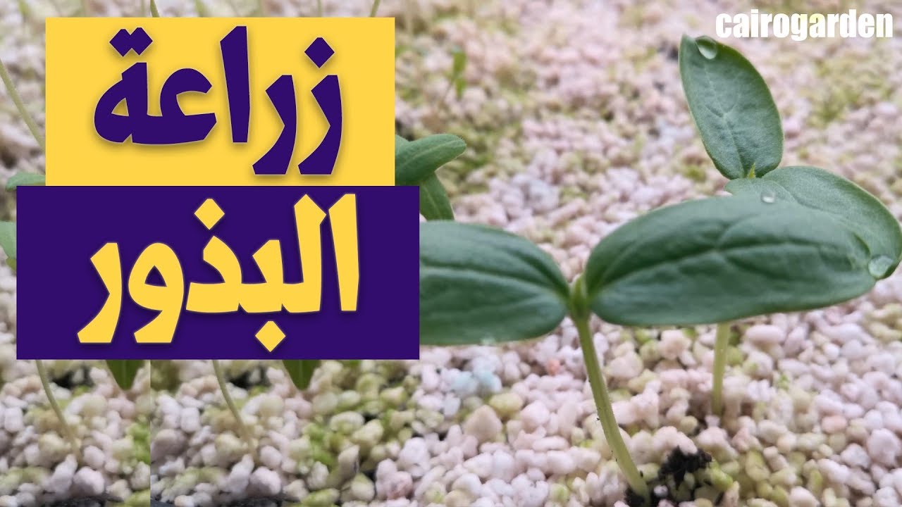 اتعلم الطريقة الصحيحة ل زراعة البذور مع كايرو جاردن فى المنزل - زرع طماطم و خيار و خرشوف و قرنبيط🍅🥦🥒