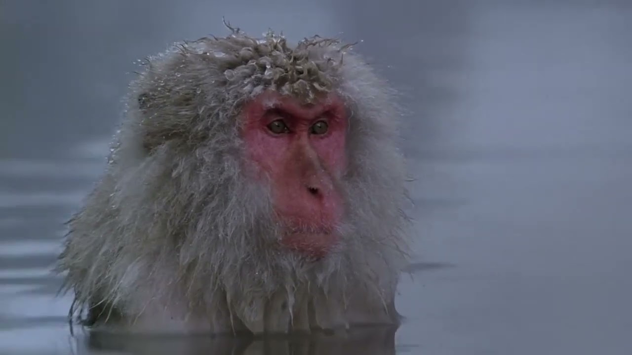 Baraka (1992) Ron Fricke