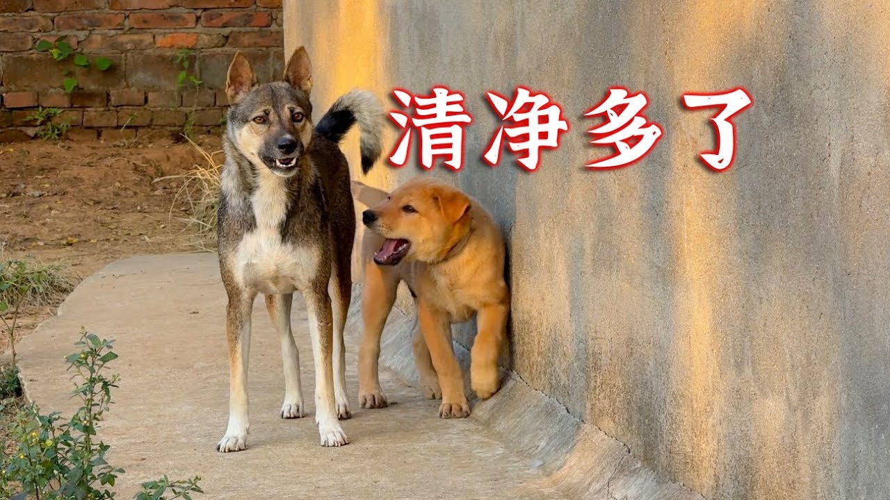 布偶猫离家出走，原因是小狗太闹