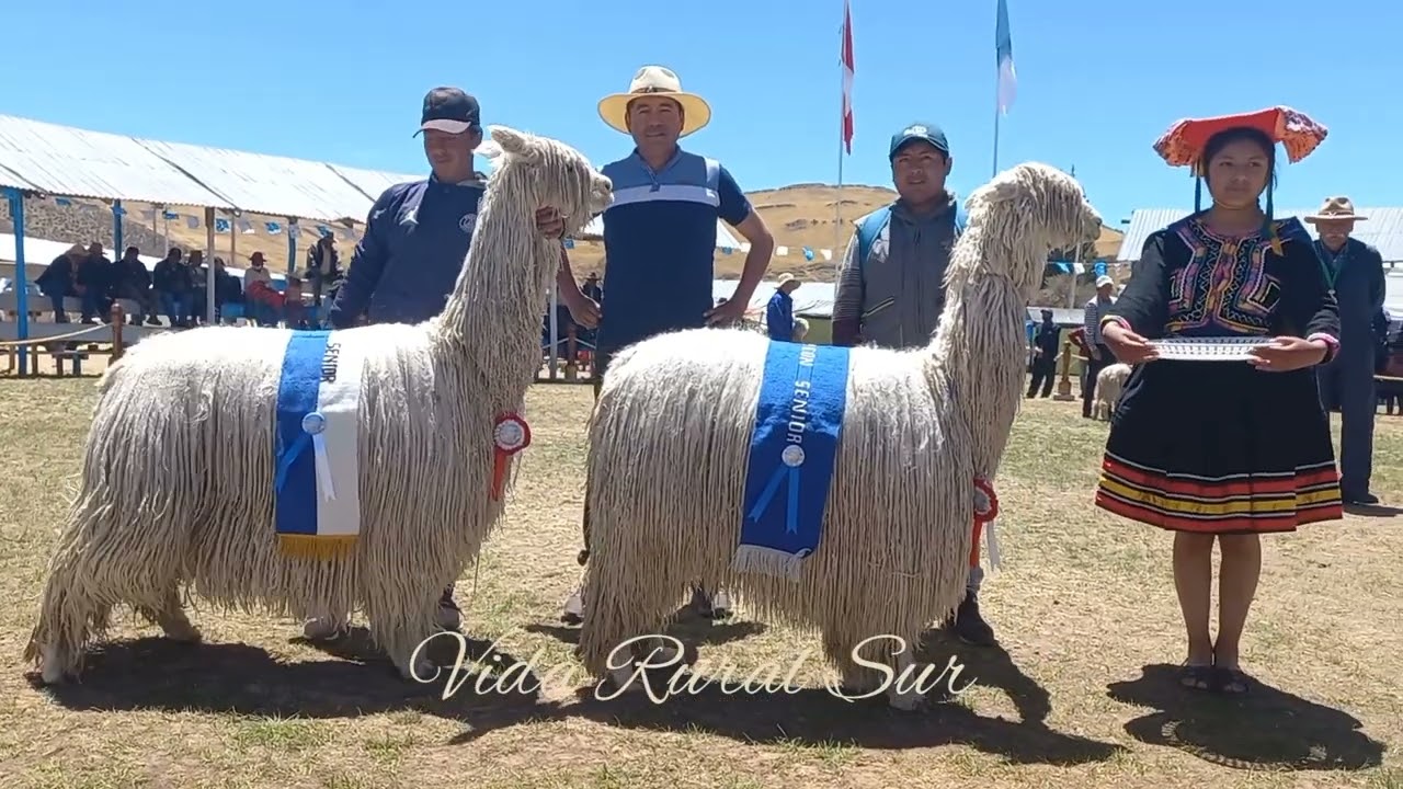 Alpaca SURI Blanco en la EXPO NUÑOA 2022. Danilo Peso C. y Máximo Melo A.