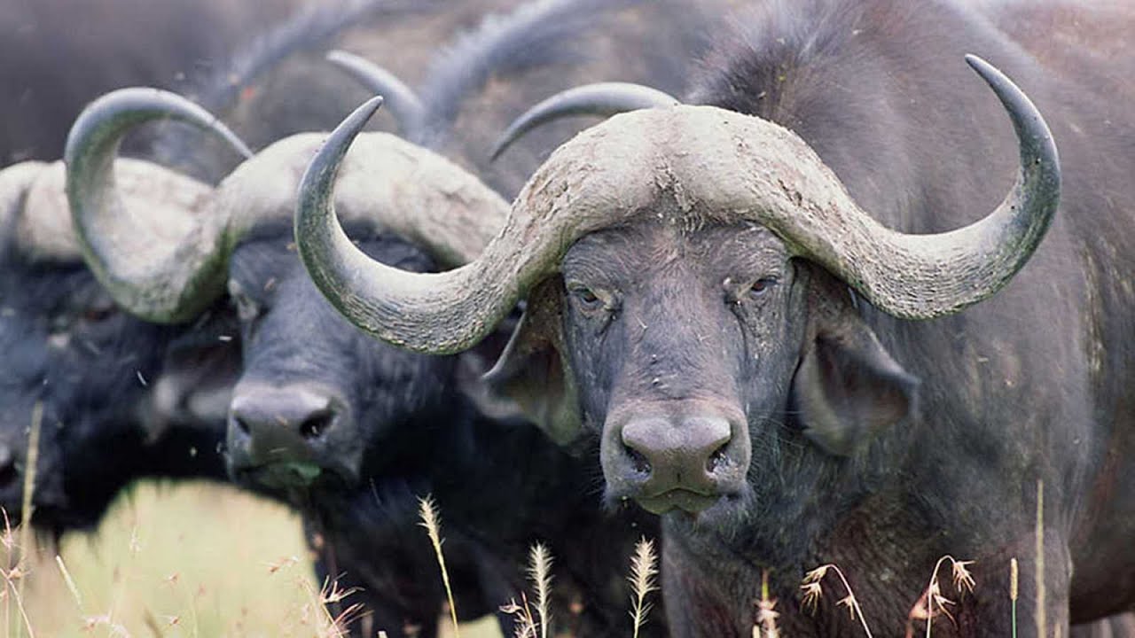 La Tierra, un nuevo entorno natural: Llanuras