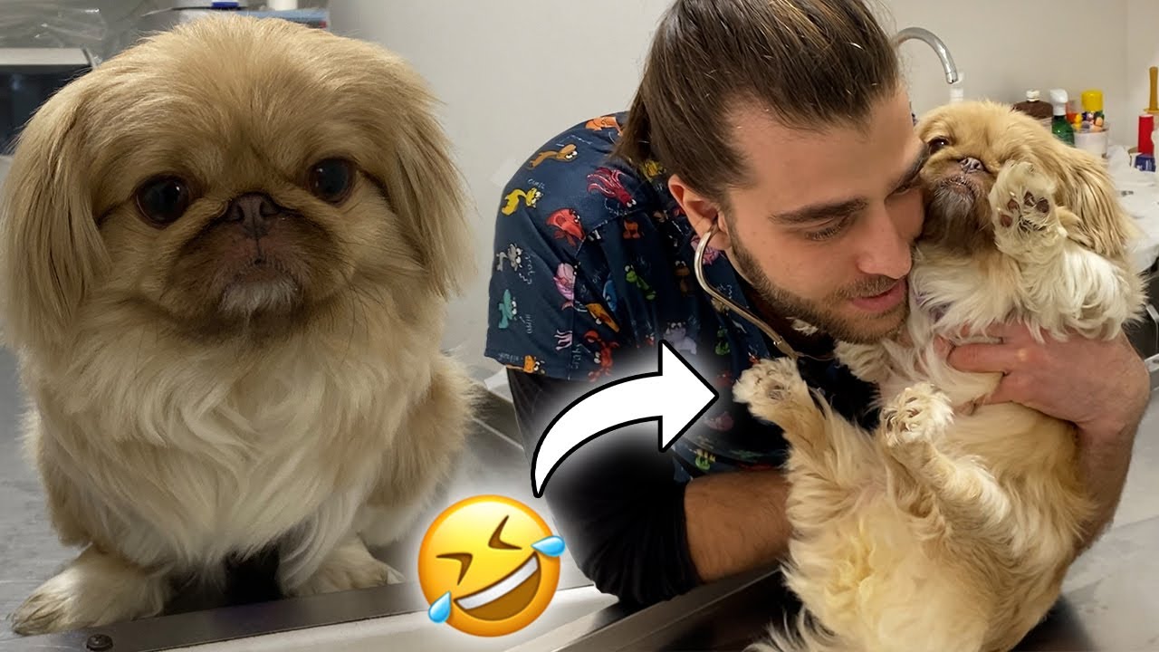 Собака замирает в смешной позе! 😂 (Вы будете LOL) #TheVet