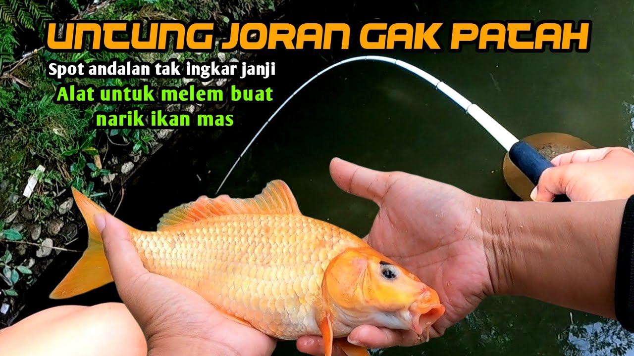 Alhamdulillah tidak nyangka mancing melem jackpot ikan mas merah (micro fishing)