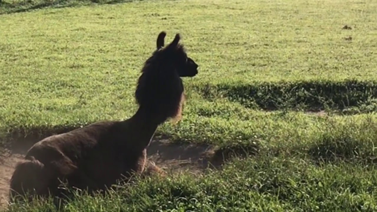 Llamas Love to Roll in the Dirt