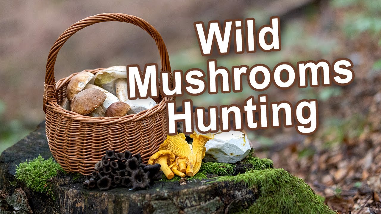 Mushroom Hunting - Wild mushrooms - Cep | King bolete | Boletus edulis | reticulatus | pinophilus