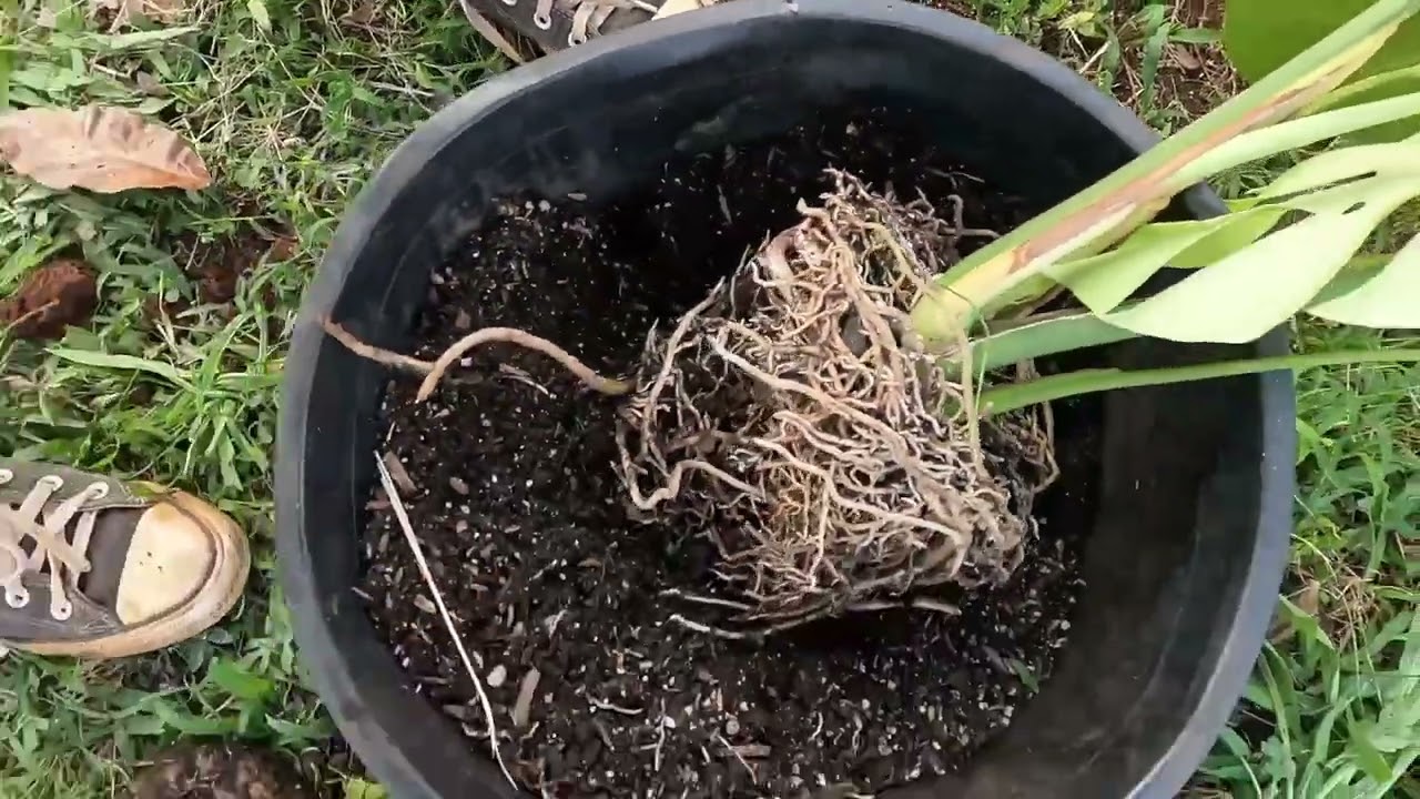 Transplanting a wild yam 🌿