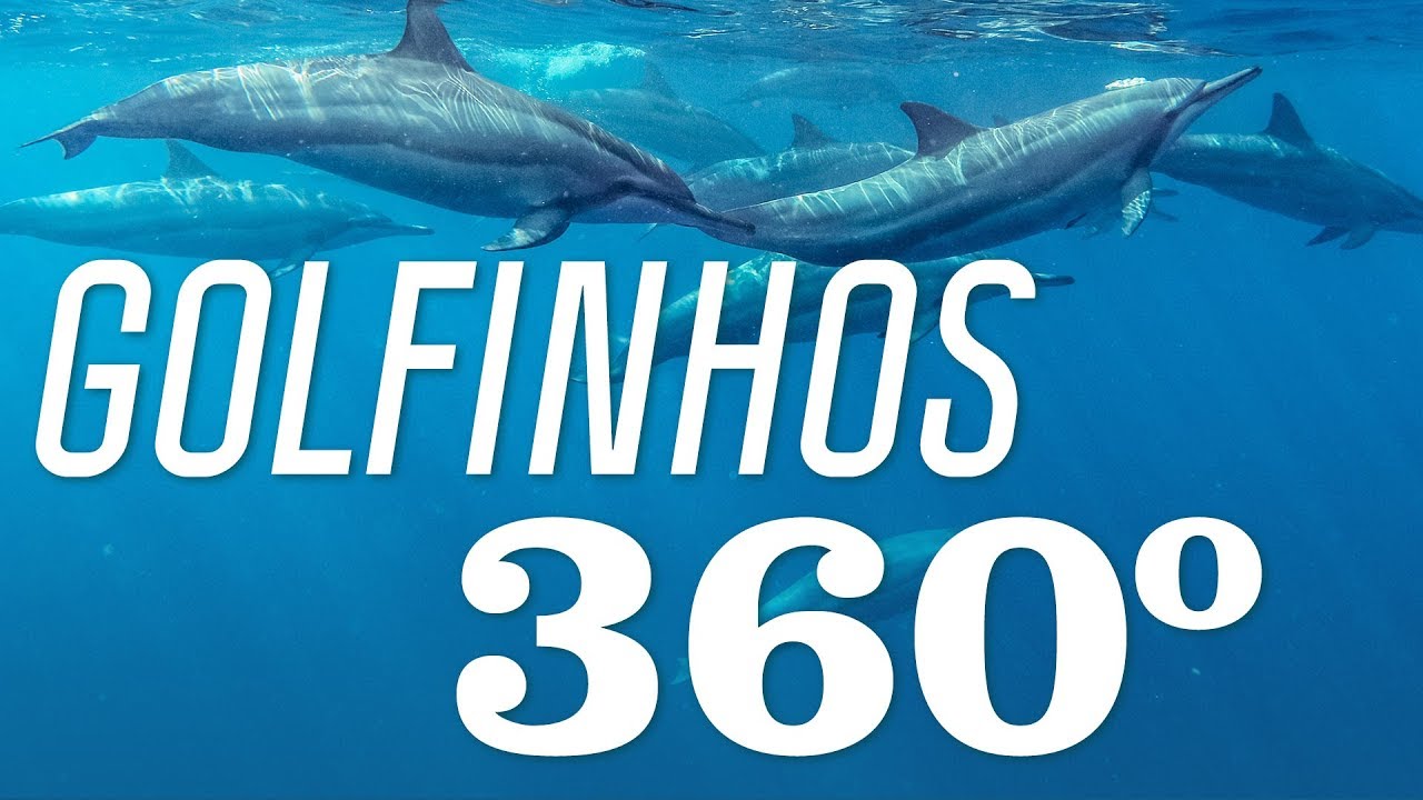 Mergulho com Golfinhos em Noronha | Noronha 360 | Canal OFF