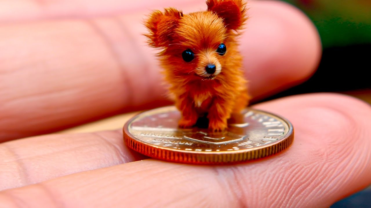 20 самых маленьких пород собак в мире