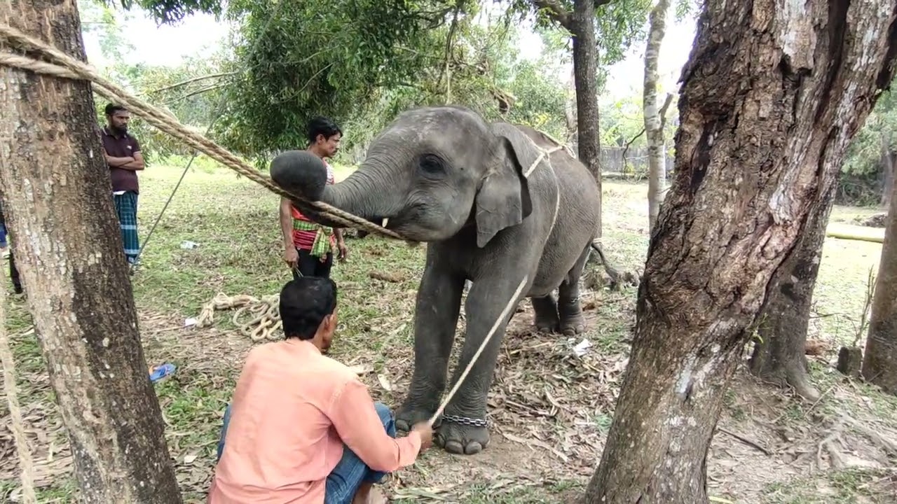 Baby elephant training | Cute elephant | How is an elephant trained? @SuhelTanvirMahmudKazi1