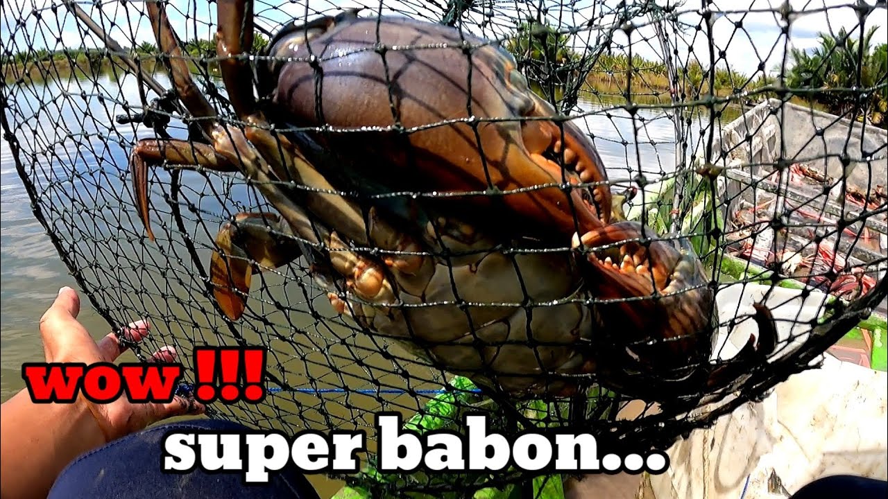 REZEKI ❗❗❗MENANGKAP KEPITING BAKAU MENGGUNAKAN BUBU  HASIL YANG BANYAK DAN SUPER2 BABON