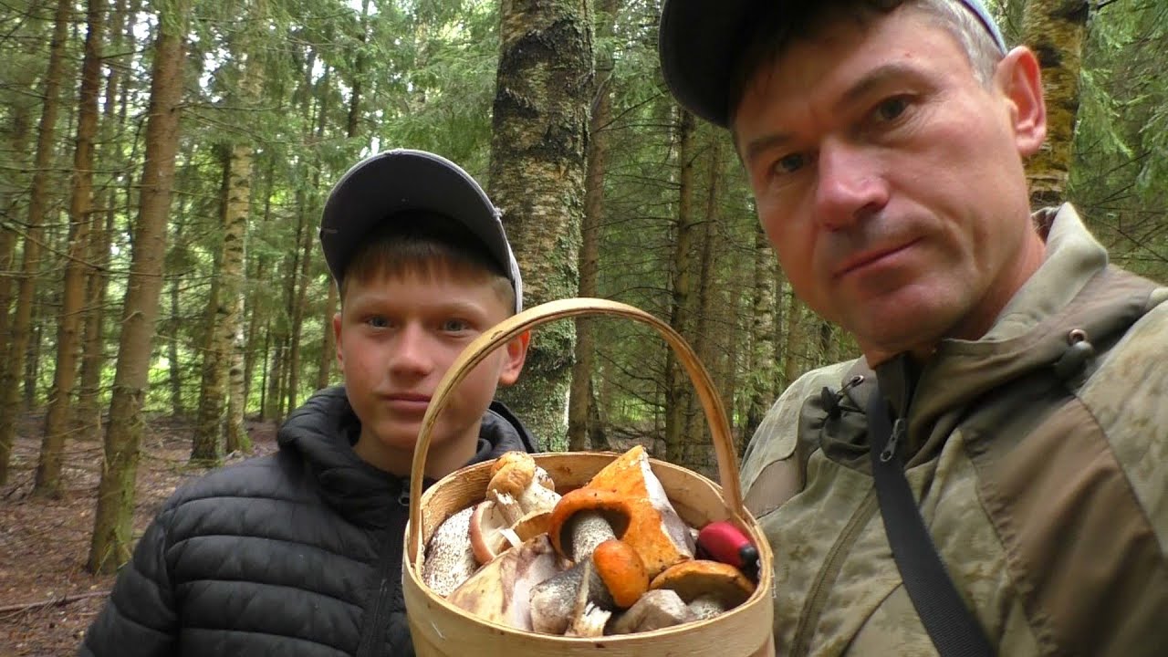 ДОЖДИ ПОШЛИ И ГРИБЫ ПОШЛИ! Дождь А МЫ ПО ГРИБЫ В ЛЕС!