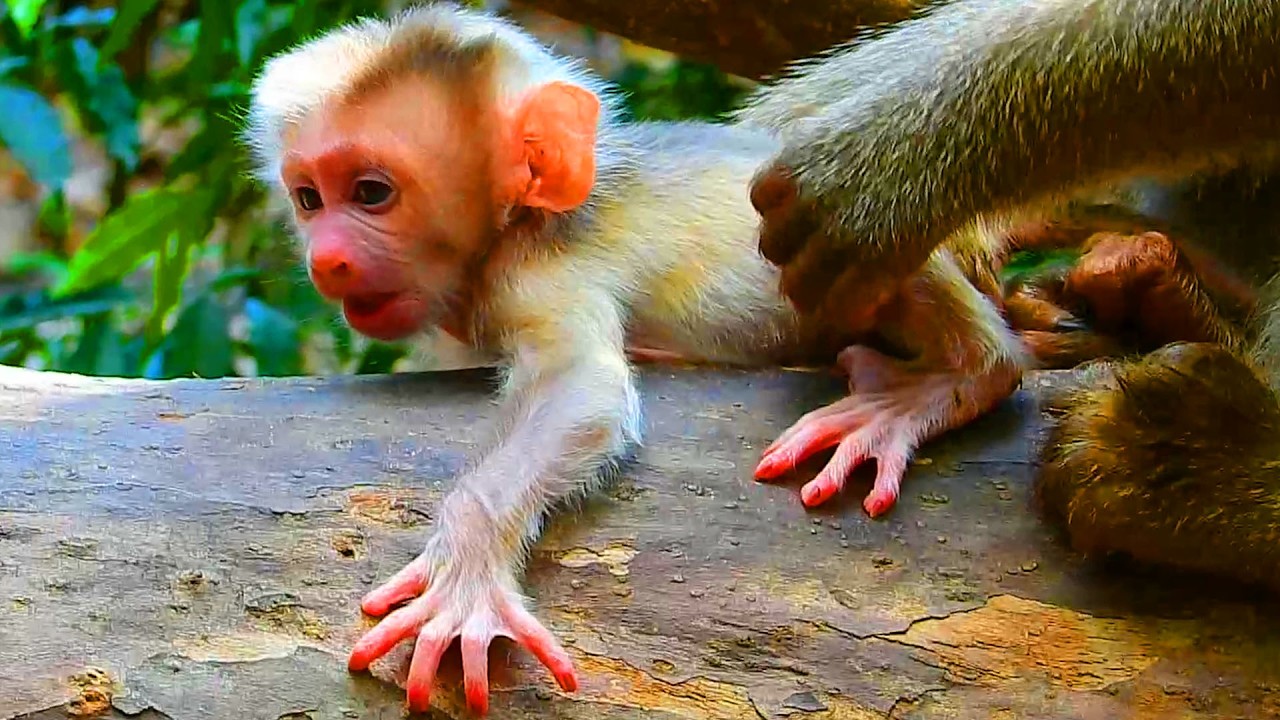 How dare Libby train two days old newborn walk on the tree, Newborn rejects mom coz he can't walk